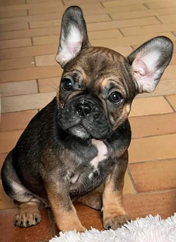 franse bulldog pups,teefje beschikbaar voor biedingen