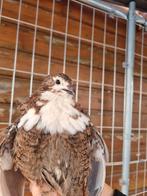 Celadon kwartel haantjes van 2025., Dieren en Toebehoren, Pluimvee