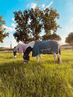 Weide gezocht BRAKEL, Weidegang, 4 paarden of pony's of meer
