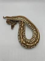 0.1 Phantom special het pied - Python regius, Dieren en Toebehoren
