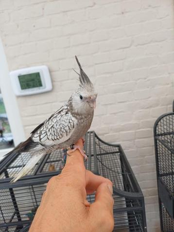 Tam  Valkparkietje beschikbaar voor biedingen