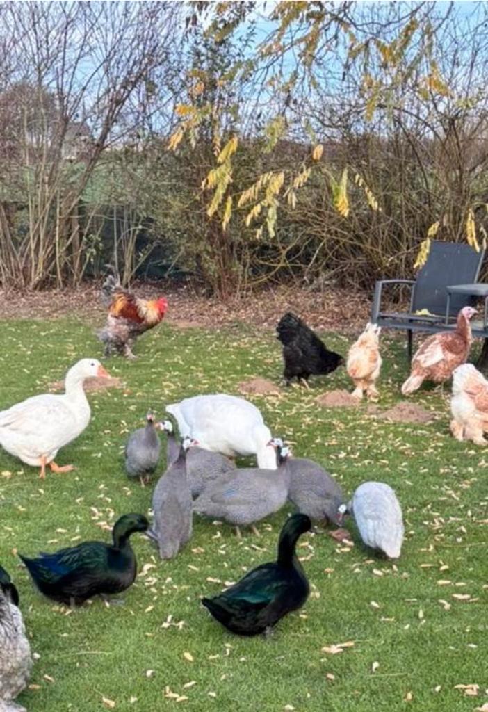 Groep parelhoenders, Dieren en Toebehoren, Pluimvee