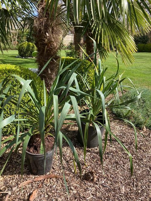 Yucca’s voor buiten en winterhard in pot, Jardin & Terrasse, Plantes | Jardin, Enlèvement