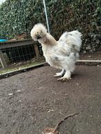 USA zijdehoen haan 2025, Dieren en Toebehoren, Mannelijk, Kip