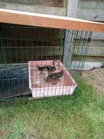 2 Rouaan eendjes, Dieren en Toebehoren, Ophalen, Zo goed als nieuw