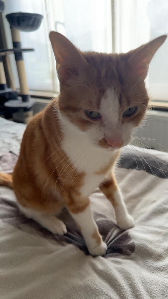 Europese korthaar, gratis, Dieren en Toebehoren, Katten-accessoires, Ophalen