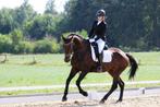 Groot braaf leerpaard te koop, Animaux & Accessoires, Cheval de dressage, Jument, Vermifugé, Z