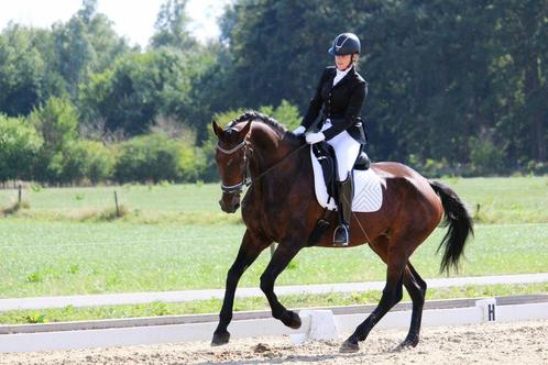 Groot braaf leerpaard te koop, Animaux & Accessoires, Chevaux, Jument, Z, 175 cm ou plus, 11 ans ou plus, Cheval de dressage, Avec pedigree