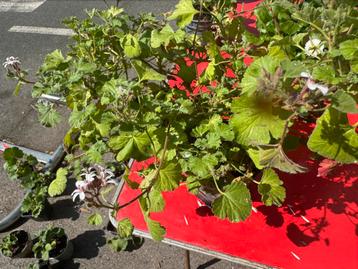„Citronella” geraniums, stoten muggen af, Ophalen of Verzenden
