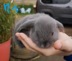2 gentils lapins béliers nains, Animaux & Accessoires