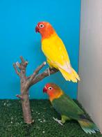 Fischeri: lutino x groen/opaline/ino, Dieren en Toebehoren, Meerdere dieren, Dwergpapegaai of Agapornis, Geringd