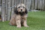 Prachtige Labradoodle pups (mini formaat), Dieren en Toebehoren, België, Overige rassen, CDV (hondenziekte), 8 tot 15 weken