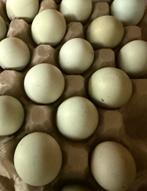 Broedeitjes (kuikens) beschikbaar van de Dongxiang Lukedanji, Dieren en Toebehoren, Geslacht onbekend