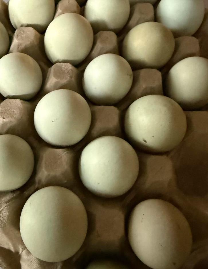 Broedeitjes (kuikens) beschikbaar van de Dongxiang Lukedanji, Dieren en Toebehoren, Pluimvee, Geslacht onbekend