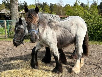 Blue Roan irish cob 