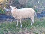jaarling melkschaap ooitje, Dieren en Toebehoren