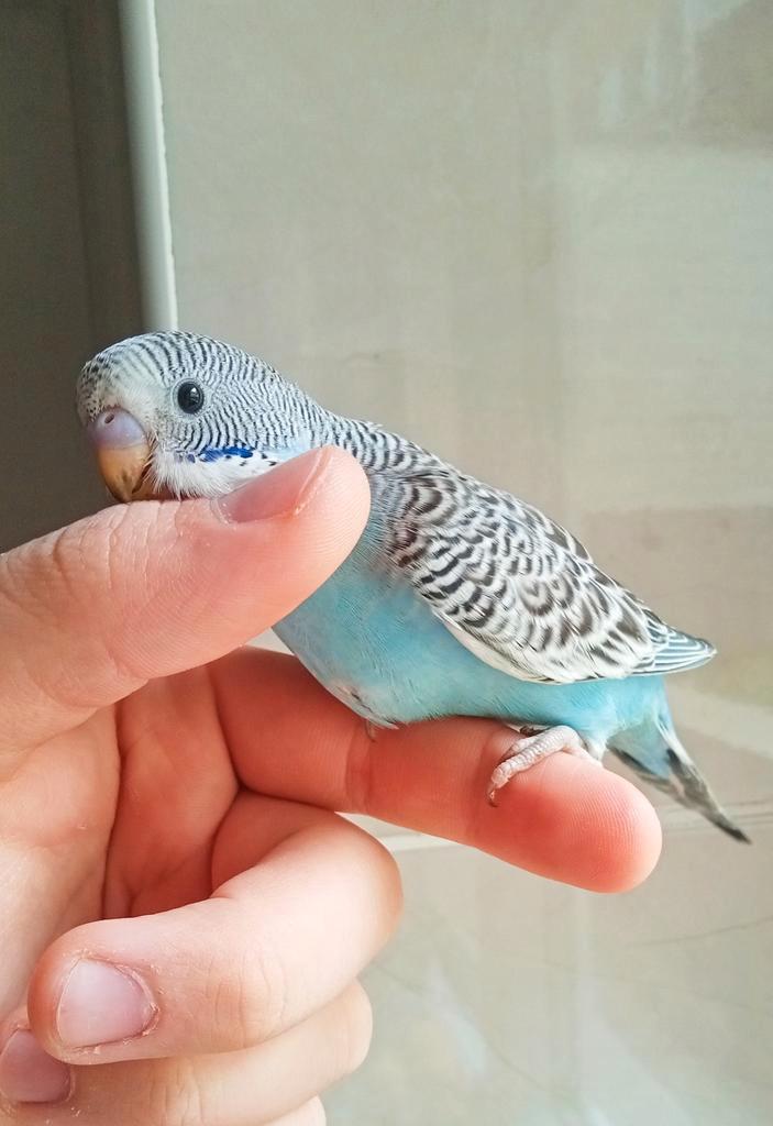 Supertamme mannelijke babyparkiet, Dieren en Toebehoren, Vogels | Parkieten en Papegaaien, Parkiet, Mannelijk, Tam