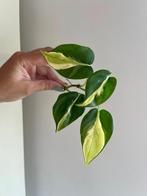Philodendron Cream Splash, Huis en Inrichting, Kamerplanten, Ophalen of Verzenden