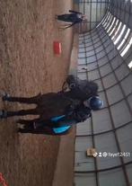 Halve stal/bijrijd pony gezogd