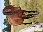 Pre merrie, Dieren en Toebehoren, Paarden