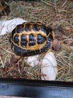 Tortue Horsfieldii  de 13 ans, Enlèvement ou Envoi