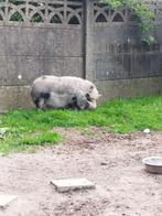 Knorrie hangbuikvarken, Dieren en Toebehoren, Vrouwelijk, Varken