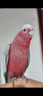 Rosalbin, Dieren en Toebehoren, Vogels | Parkieten en Papegaaien, Vrouwelijk, Papegaai, Pratend