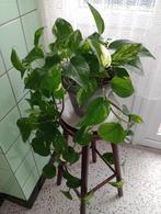 Epipremnum aureum Pothos groene kamerplant, Huis en Inrichting, Kamerplanten, Overige soorten, Minder dan 100 cm, Halfschaduw