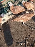 Rode ardenner kalkoenen, Animaux & Accessoires, Volatiles, Dinde