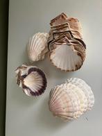 Lege sint jacobsschelpen 37 stuks, Ophalen, Zo goed als nieuw