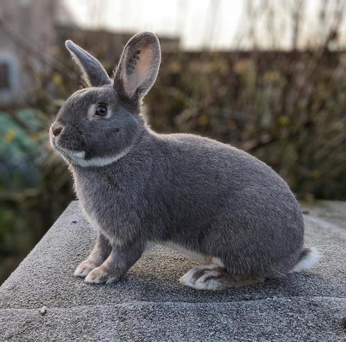 Parelfeh konijntjes, Dieren en Toebehoren, Konijnen, Middelgroot, Vrouwelijk, 0 tot 2 jaar