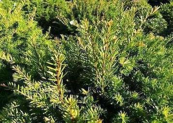 Taxus baccata aan stuntprijzen! beschikbaar voor biedingen