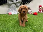 Portée de chiots Cavapoo (F2), Animaux & Accessoires, Plusieurs, Parvovirose, Belgique, Plusieurs animaux