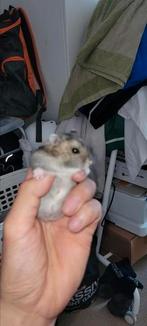 1 handtamme Russische Hamster HobbyFokker, Dieren en Toebehoren, Juni, Mannelijk