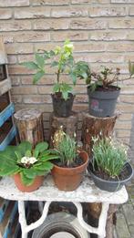 lentebloeiers: sneeuwklokje, helleborus, primula, Vaste plant, Lente, Ophalen