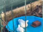 Jong koppel kwakers, Dieren en Toebehoren