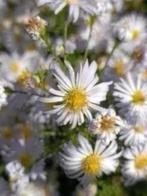 Losse stengels van deze herfstaster, vanaf 1 euro, Volle zon, Vaste plant, Herfst, Ophalen
