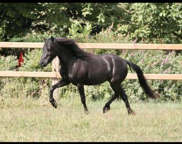 TOP Merrie, NMPRS, drachtig, minipaard, pony, Miniatuurpaard beschikbaar voor biedingen