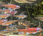 Notropis chrosomus, rainbowshiners of regenboogelrits, Dieren en Toebehoren, Vissen | Vijvervissen
