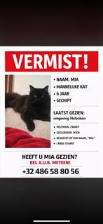 Omgeving Hoboken Moretusburg, Dieren en Toebehoren, Kat