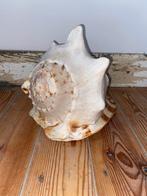 Grote schelp Cassis Cornuta, Ophalen, Zo goed als nieuw