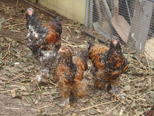 kippen : Brahma porselein, Dieren en Toebehoren, Pluimvee, Kip, Meerdere dieren