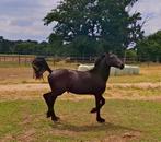 Friese merrie, Dieren en Toebehoren, Paarden, Merrie, 160 tot 165 cm, Gechipt, 0 tot 2 jaar