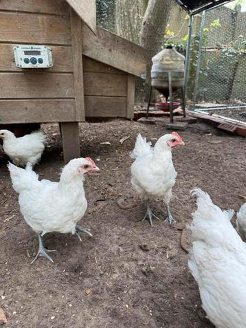 poule de bresse hanen, Dieren en Toebehoren