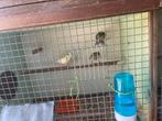 Jonge vogeltjes te koop., Dieren en Toebehoren