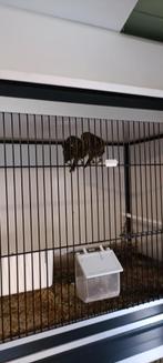 Kobalt schimmel kanaries, Dieren en Toebehoren, Vrouwelijk, Kleurkanarie