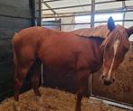 3-jarige merrie, Dieren en Toebehoren, Paarden, Merrie, Springpaard, Gechipt, 3 tot 6 jaar