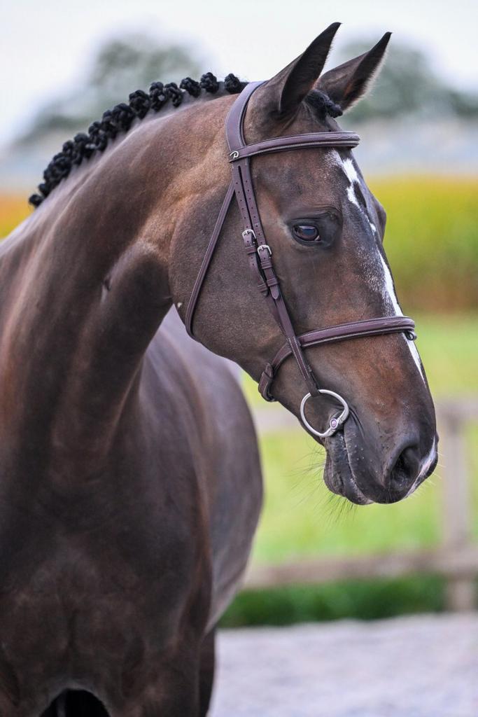 Interessante merrie van Cardento te koop, Dieren en Toebehoren, Paarden, Merrie, B, 160 tot 165 cm, 7 tot 10 jaar, Springpaard