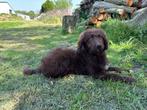 Bordoodle pups, België, 8 tot 15 weken, CDV (hondenziekte), Meerdere