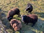 Verschillende Ouessant rammen (zwart), Dieren en Toebehoren, Mannelijk, Schaap, 0 tot 2 jaar